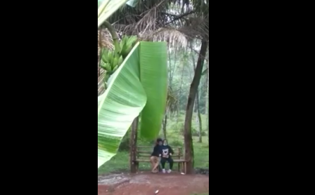 Pacaran Ala Orang Dewasa Di Kebun Pisang